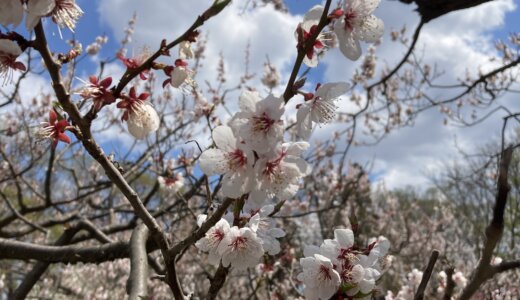 北海道神宮に行ってきたが、まだ桜は咲いていた。(ほぼ写真のみ)